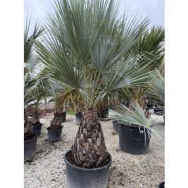 Brahea armata ( 90 cm törzs)