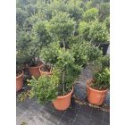 Japán magyal pom-pom / Ilex crenata (120 cm)