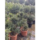 Japán magyal pom-pom / Ilex crenata (120 cm)