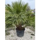 Lószőrpálma Hybrid ( Chamaerops Humilis és a Vulcano hybrid változata )