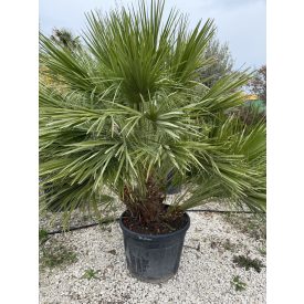Lószőrpálma Hybrid ( Chamaerops Humilis és a Vulcano hybrid változata )   Lószőrpálma Hybrid ( Chamaerops Humilis és a Vulcano hybrid változata )