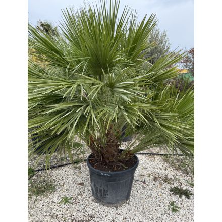 Lószőrpálma Hybrid ( Chamaerops Humilis és a Vulcano hybrid változata )