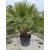 Lószőrpálma Hybrid ( Chamaerops Humilis és a Vulcano hybrid változata )