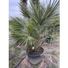 Lószőrpálma Hybrid ( Chamaerops Humilis és a Vulcano hybrid változata )