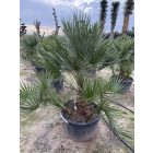 Lószőrpálma Hybrid ( Chamaerops Humilis és a Vulcano hybrid változata )
