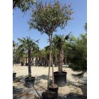 Leander fa (3,5-4 méter magas)