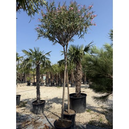 Leander fa (3,5-4 méter magas)