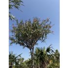 Leander fa (3,5-4 méter magas)