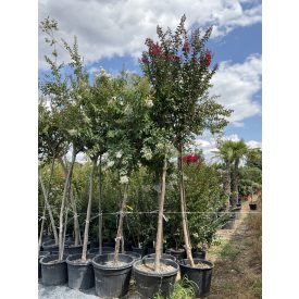 Kínai selyemmirtusz fa “Red dynamite” Kínai selyemmirtusz fa “Red dynamite”