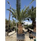 Phoenix canariensis (5 méter magas)