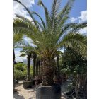 Phoenix canariensis (5 méter magas)