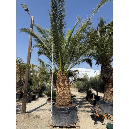Phoenix canariensis (5 méter magas)