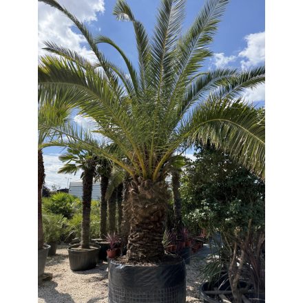 Phoenix canariensis (5 méter magas)