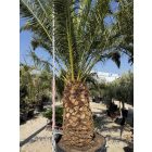 Phoenix canariensis (5 méter magas)