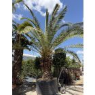 Phoenix canariensis (5 méter magas)