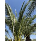 Phoenix canariensis (5 méter magas)