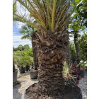 Phoenix canariensis (5 méter magas)