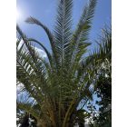 Phoenix canariensis (5 méter magas)