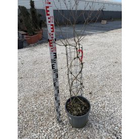 Kínai selyemmirtusz (Fonott)