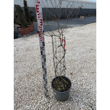 Kínai selyemmirtusz (Fonott)