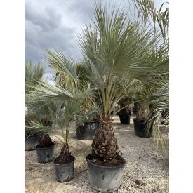 Brahea armata ( 80 cm törzs)