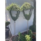 Lámpás forma egyágú / Ligustrum Jonandrum (180 cm)