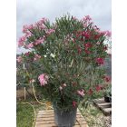 Leander Óriás bokor