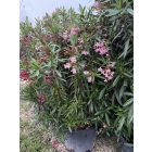 Leander Óriás bokor