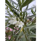 Leander Óriás bokor