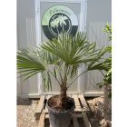 Kínai kenderpálma (130-150 cm magas)