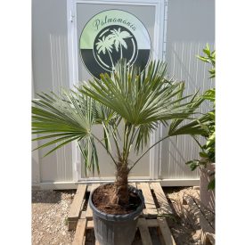 Kínai kenderpálma (130-150 cm magas) Kínai kenderpálma (130-150 cm magas)