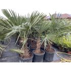 Kínai kenderpálma (130-150 cm magas)