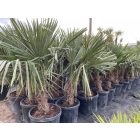 Kínai kenderpálma (130-150 cm magas)