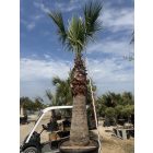 Washingtonia Filifera (5 méter magas)