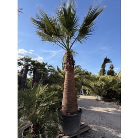 Washingtonia Filifera (4 méter magas)