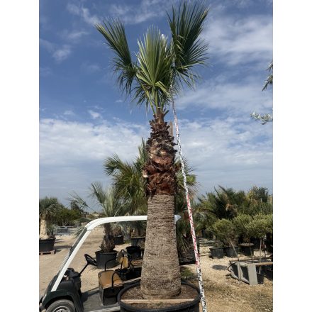 Washingtonia Filifera (5 méter magas)