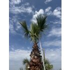 Washingtonia Filifera (5 méter magas)