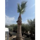 Washingtonia Filifera (5 méter magas)
