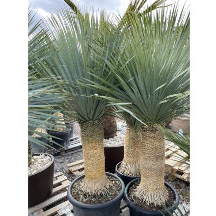 Yucca rostrata (190 cm magas)