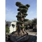 Olajfa Calabria Gulliver Pom-pom