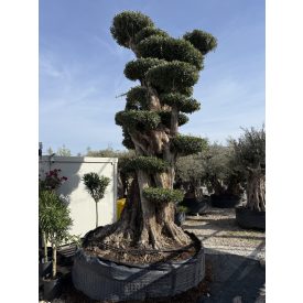 Olajfa Calabria Gulliver Pom-pom