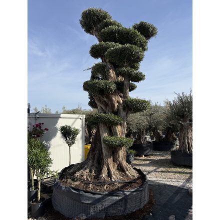 Olajfa Calabria Gulliver Pom-pom