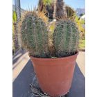 Cactus Echinopsis pasacana (30-35 cm magas)