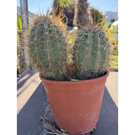 Cactus Echinopsis pasacana (30-35 cm magas)