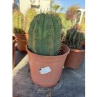 Cactus Echinopsis pasacana (30-35 cm magas)