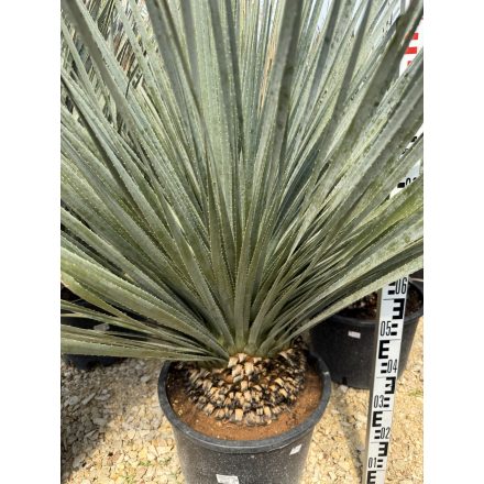 Dasylirion wheeleri (120-130 cm)