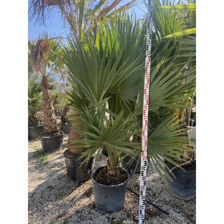 Sabal palmetto (30 cm es törzs)