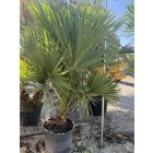 Sabal palmetto (30 cm es törzs)
