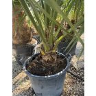 Sabal palmetto (30 cm es törzs)