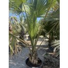 Sabal palmetto (40 cm es törzs)